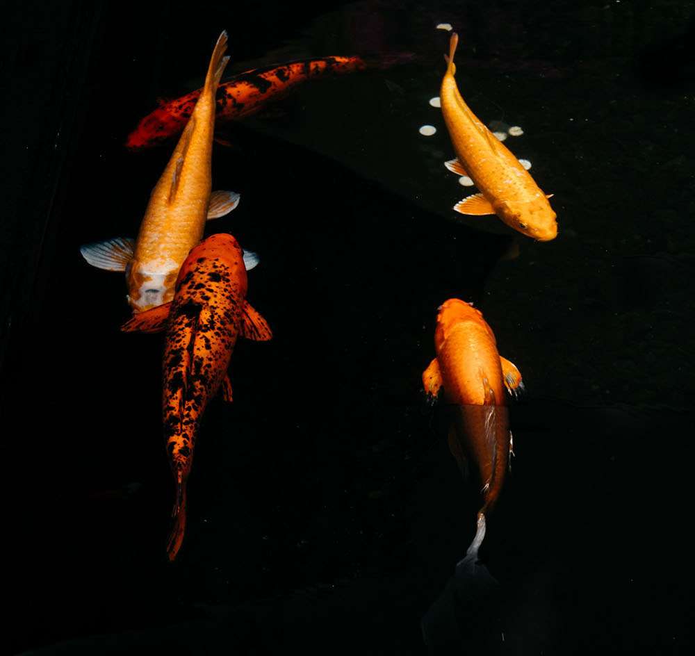 Water Feature Koi Fish