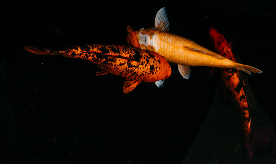 Water Feature Koi Fish