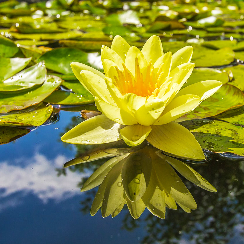 Hardy Water Lilies for Ponds