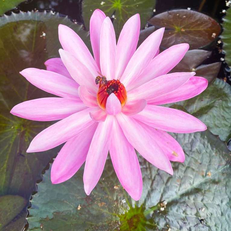 Water Lilies for Ponds