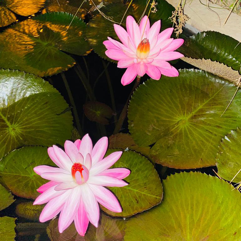Water Lilies for Ponds