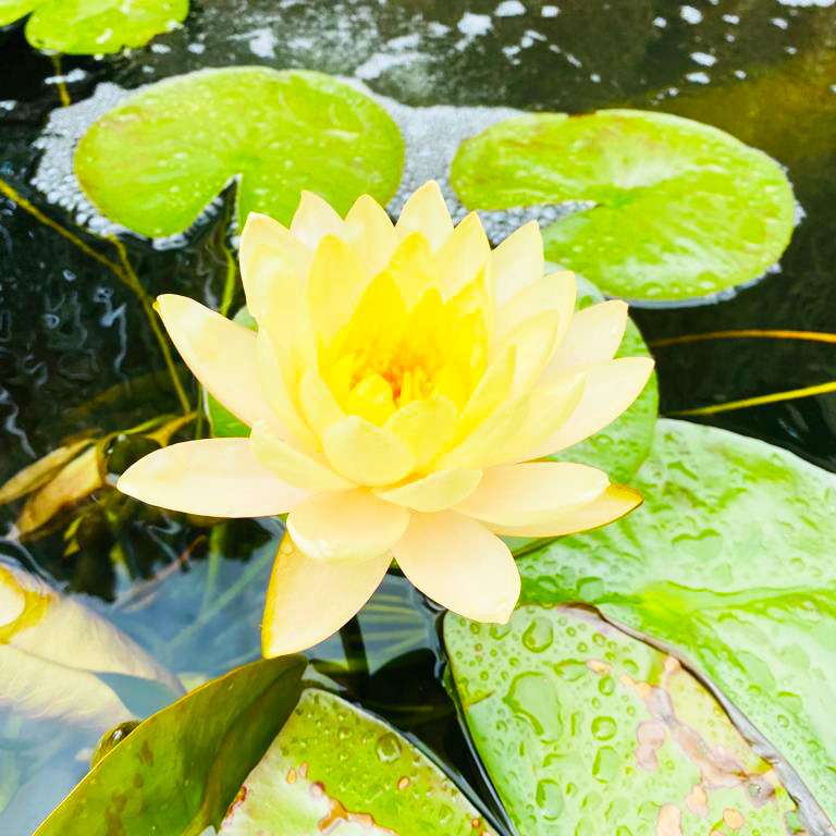 Water Lilies for Ponds