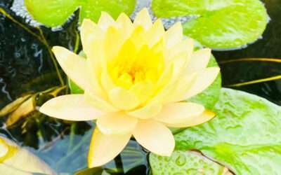 Water Lilies for your Pond