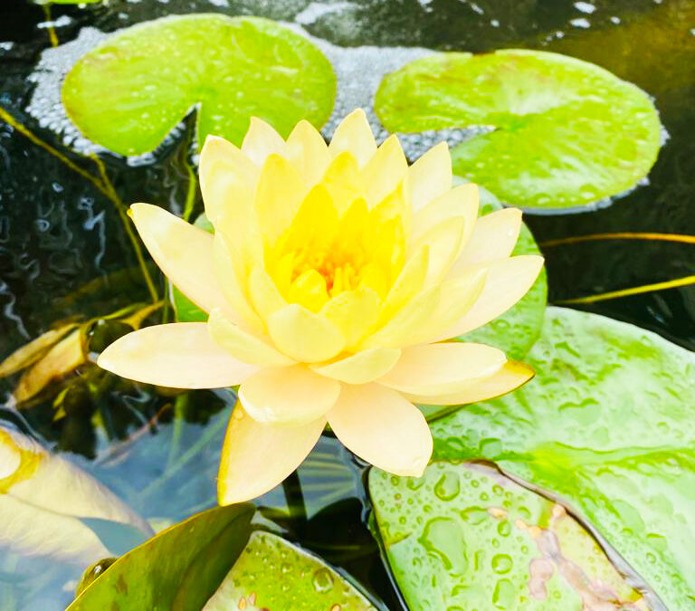 Water Lilies for your Pond