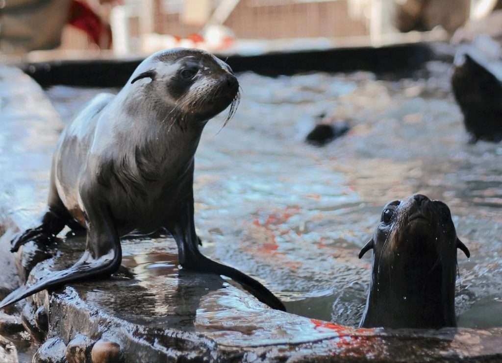 Hout Bay Seal Rescue Centre - Waterproofing (11)