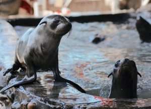 Hout Bay Seal Rescue Centre - Waterproofing (11)