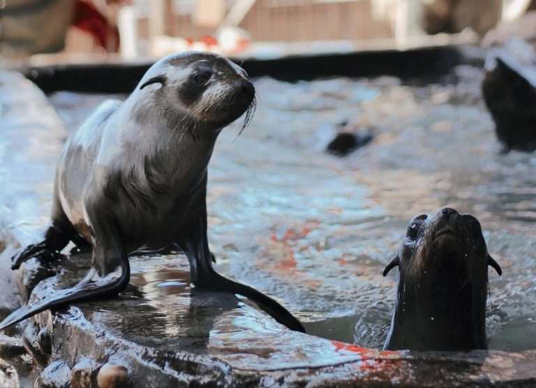 Hout Bay Seal Rescue Centre - Waterproofing (11)