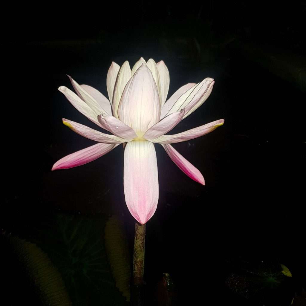 Water Lilies for Ponds