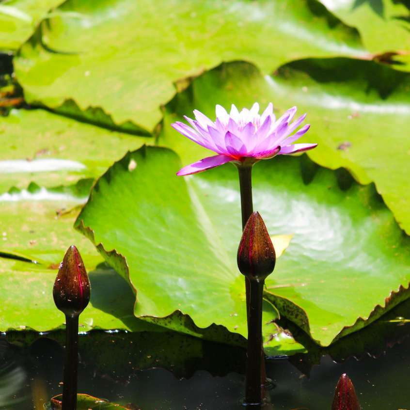 Tropical Water Lily
