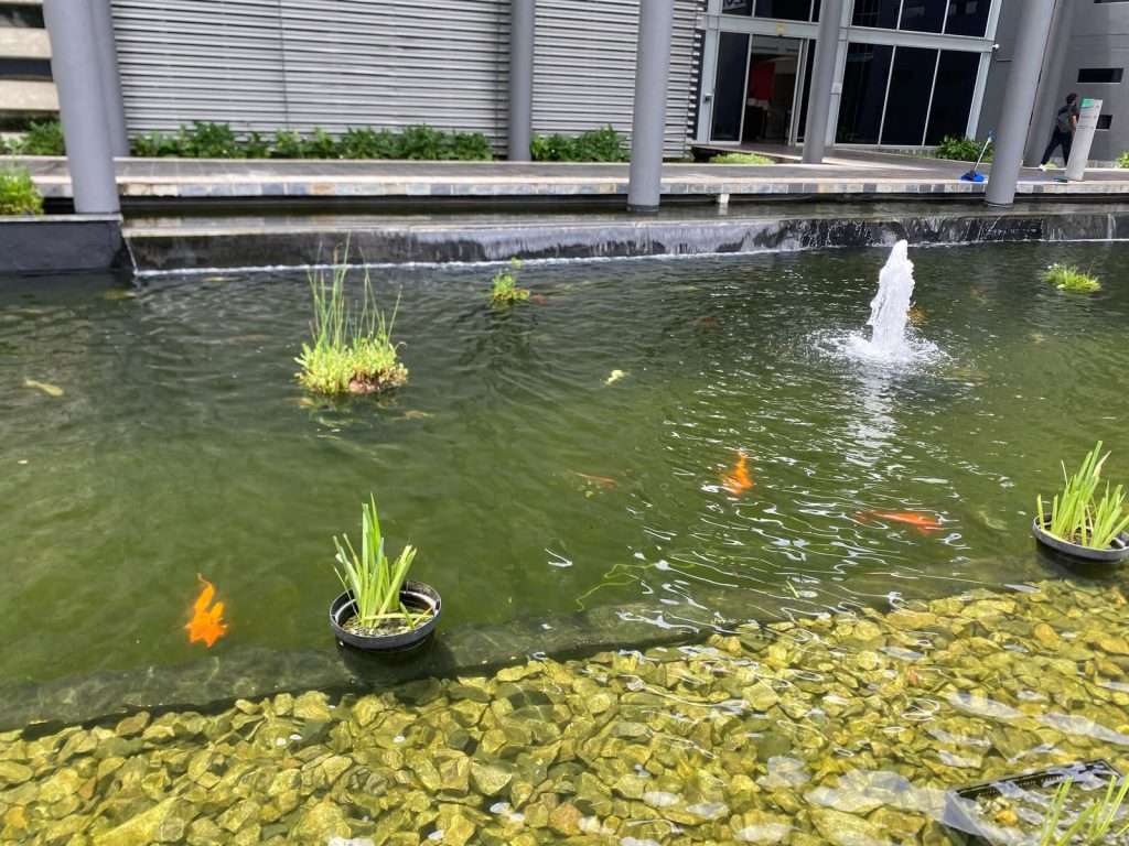 waterscapes Natural bio filter system