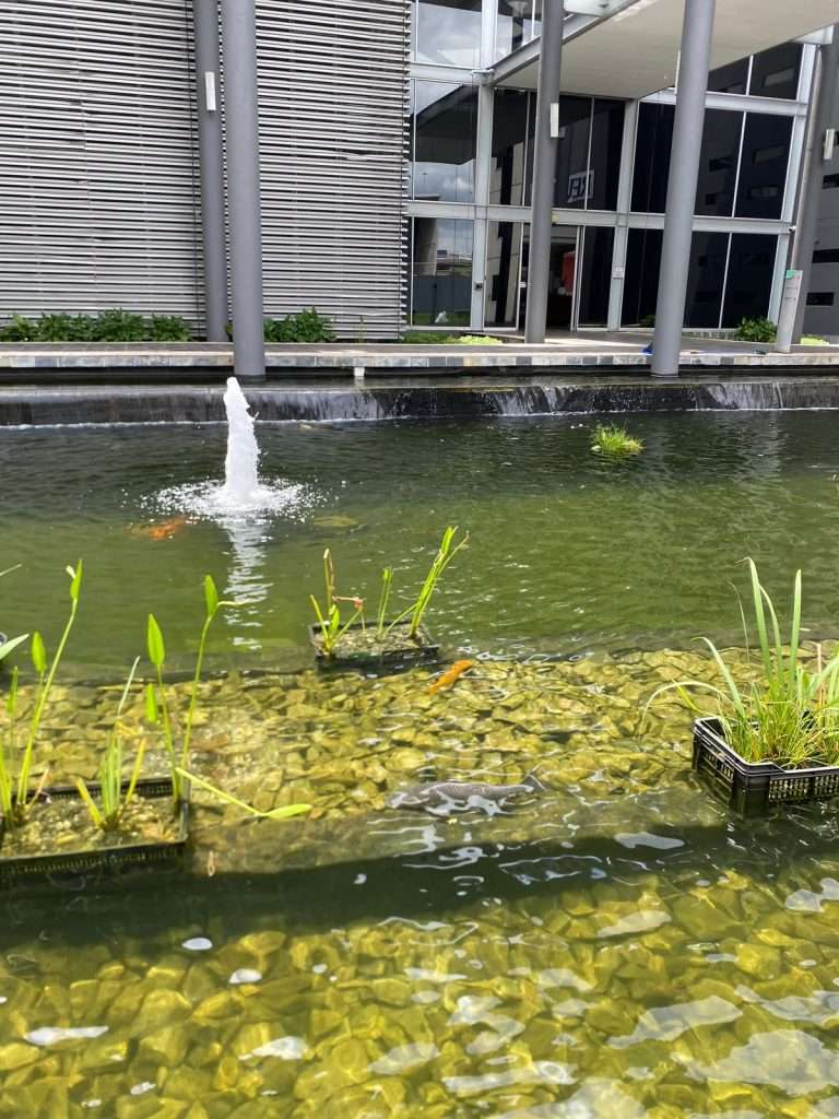 waterscapes Natural bio filter system